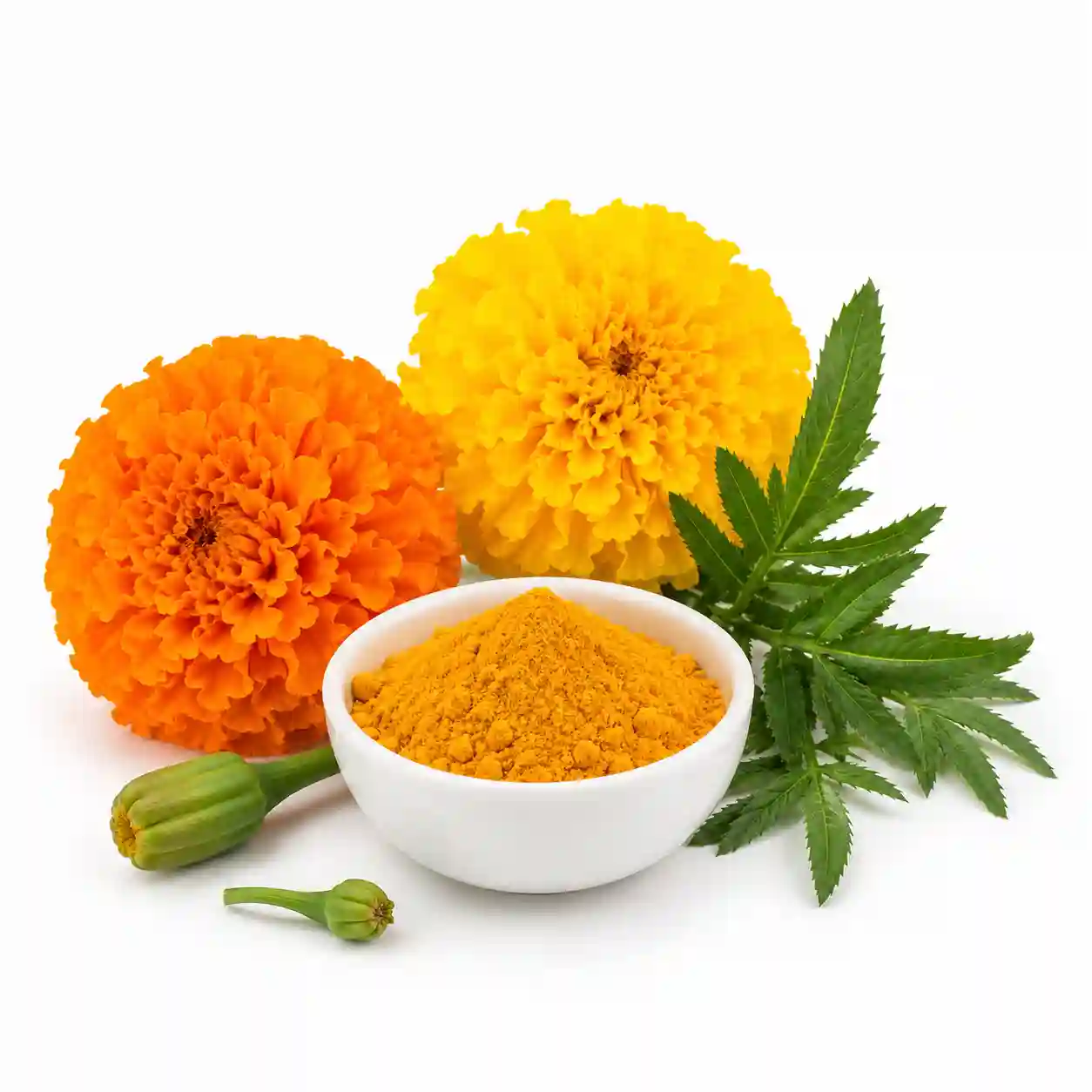 Lutein & Zeaxanthin (from Marigold)